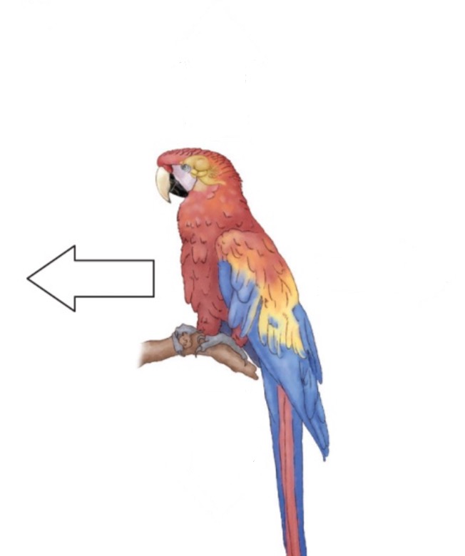 <p>Toward the beak.</p>