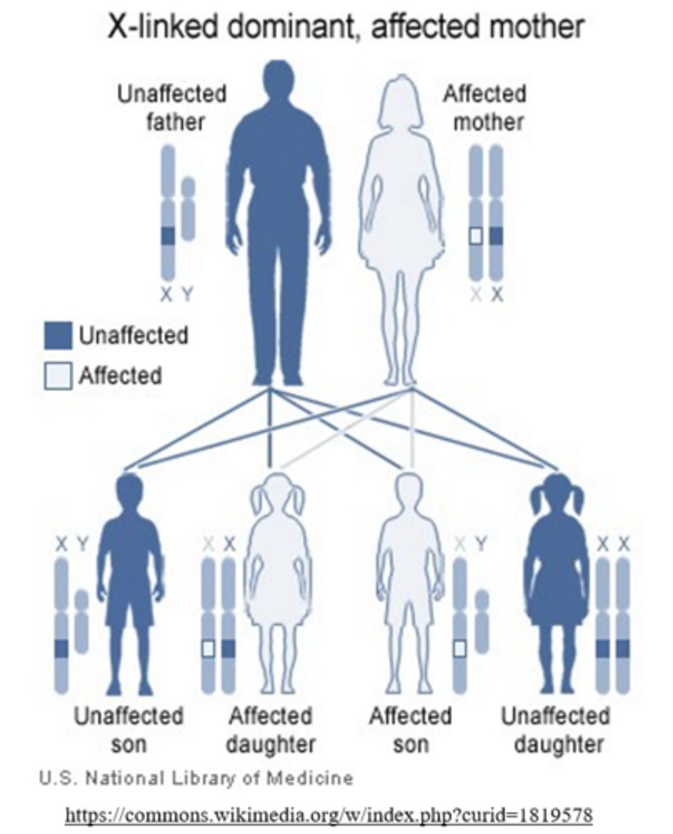 <p>either</p><p>(fathers must pass the Y chromosome to their son)</p>