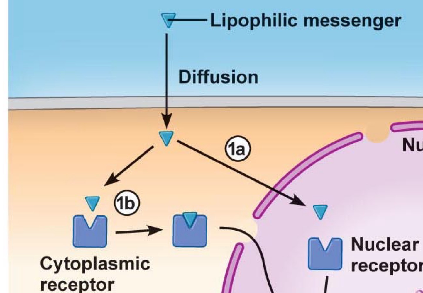 <p>•    Par diffusion à travers la membrane plasmique</p>