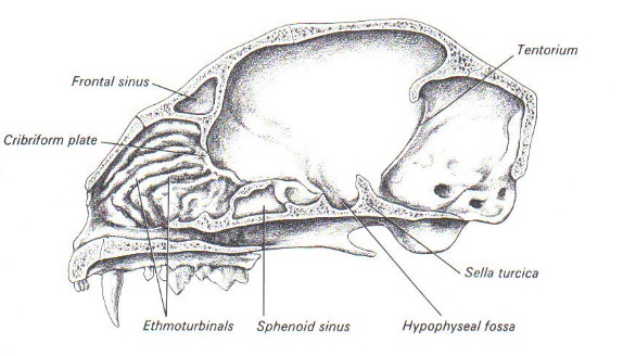 <ul><li><p><span style="color: rgb(0, 0, 0)">Ethmoid (1)</span></p><ul><li><p><span style="color: rgb(0, 0, 0)">Separates nasal cavity from brain</span></p></li><li><p><span style="color: rgb(0, 0, 0)">Forms part of medial orbit wall</span></p></li><li><p><span style="color: rgb(0, 0, 0)">Cribriform plate</span></p><ul><li><p><span style="color: rgb(0, 0, 0)">Passage of olfactory nerve branches</span></p></li></ul></li></ul></li><li><p><span style="color: rgb(0, 0, 0)">Sphenoid (1)</span></p><ul><li><p><span style="color: rgb(0, 0, 0)">Bottom of cranium rostral to occipital bone</span></p></li><li><p><span style="color: rgb(0, 0, 0)">Bat shaped</span></p></li><li><p><span style="color: rgb(0, 0, 0)">Has pituitary fossa</span></p><ul><li><p><span style="color: rgb(0, 0, 0)">Sella turcica</span></p></li></ul></li><li><p><span style="color: rgb(0, 0, 0)">What lives here???</span></p></li></ul></li></ul><p><br></p>