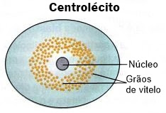 * muito vitelo no centro
* bioplasma na periferia
  * artrópodes
* segmentação  meroblástica superficial
