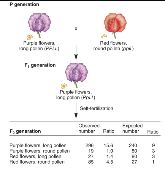 parental generation are all true breeders, F1 generation b/c of complete dominance