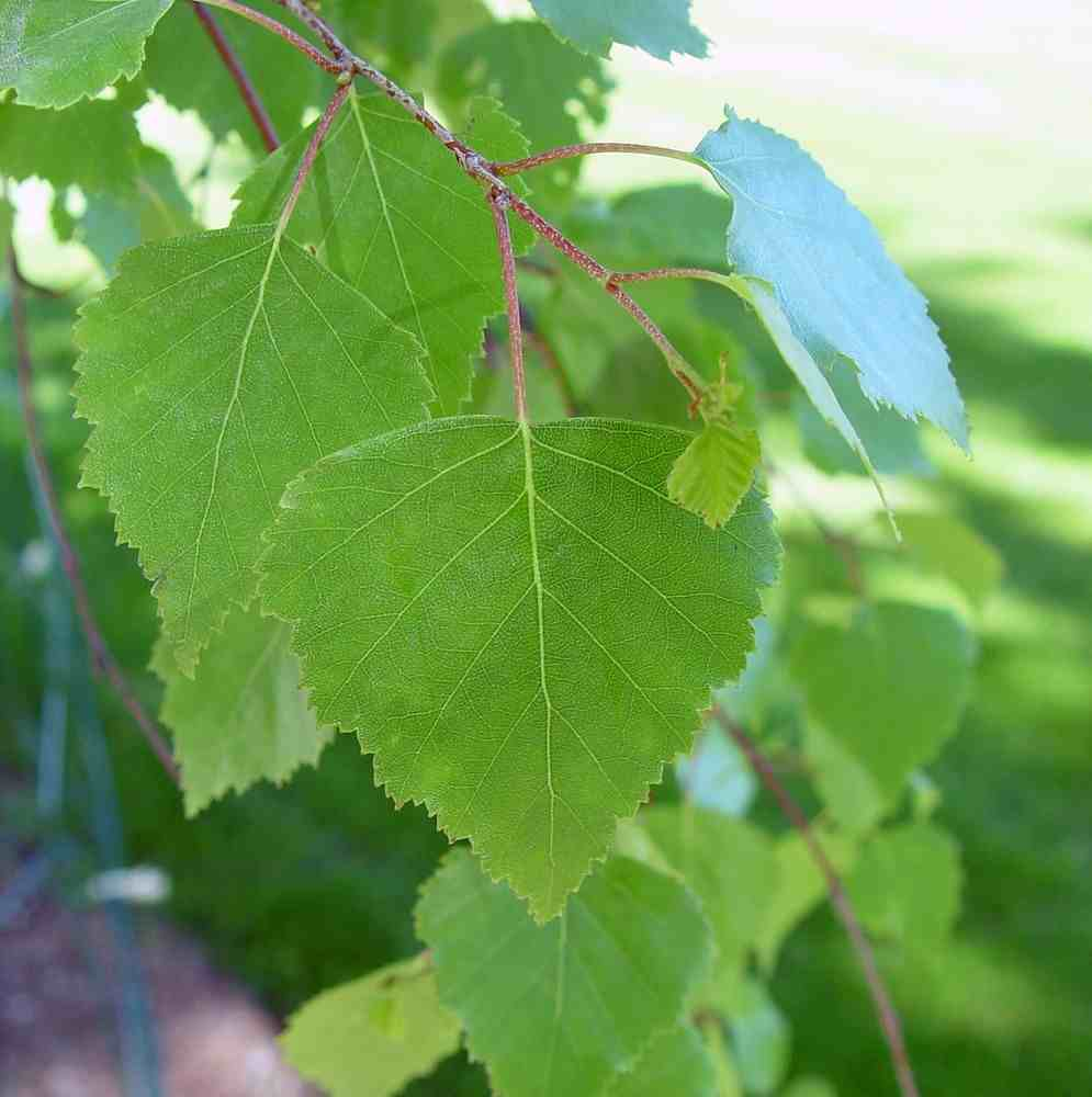 <p>bladeren kaal, hangende takken, twijgen en knoppen onbehaard , dubbel gezaagd</p>
