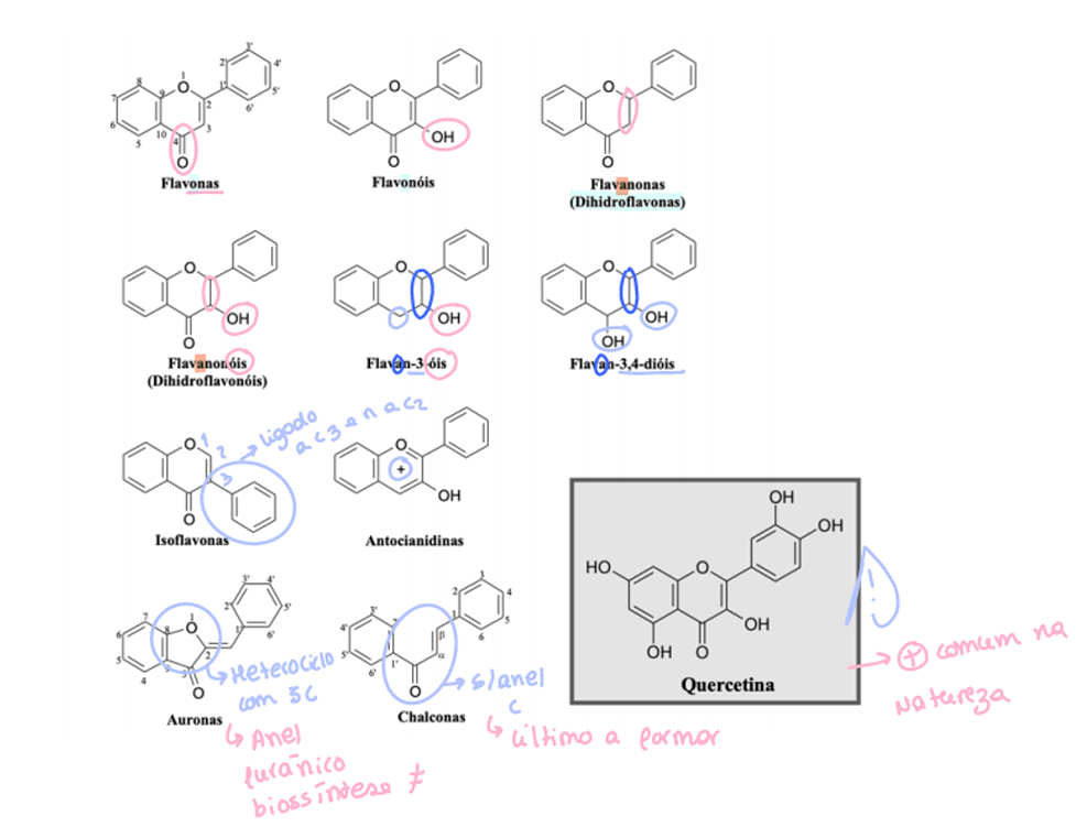 <p>Glicosilação, o-acetilação, o-metilação e prenilação. Estas reações permitem uma diverdidade de classes.</p><p>SABER BEM A QUERCETINA</p>