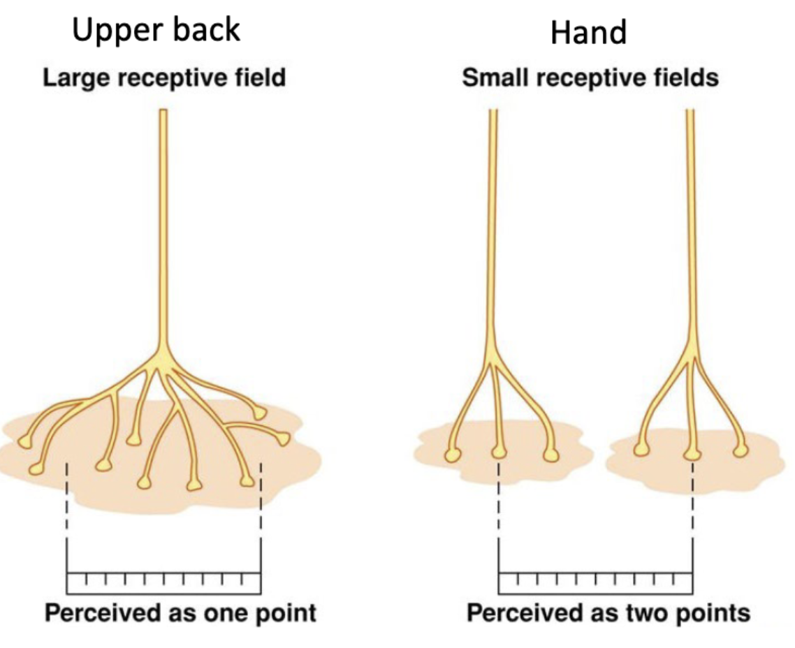 <p>large receptive fields and small receptive fields </p>