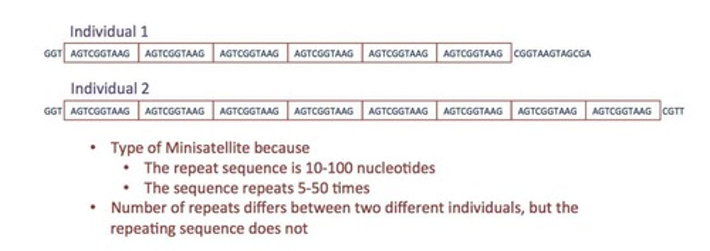 <p>Tandem arrays of short sequences, ranging from 1 to 500 nucleotides.</p>