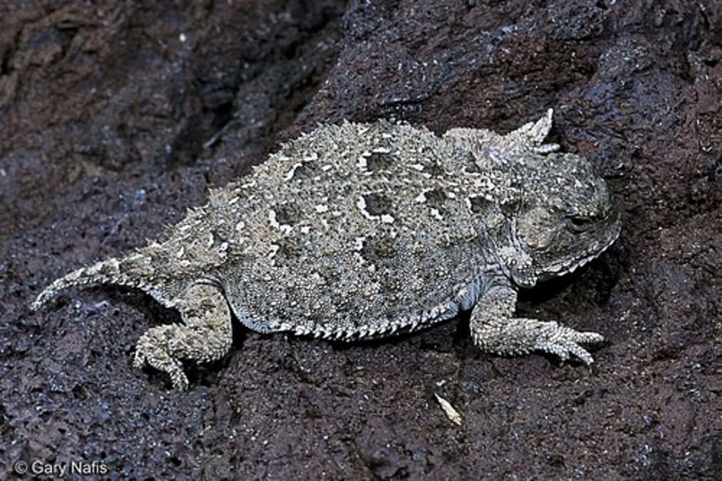 <p>Pygmy Short-horned Lizard</p>