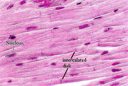<ul><li><p>Single nucleus.</p></li><li><p>Straited appearance. </p></li><li><p>Almost totally dependent on aerobic metabolism for energy.</p></li><li><p>Can connect to other cardiac muscle cells at specialised sites (intercalated disks).</p></li></ul><p></p>