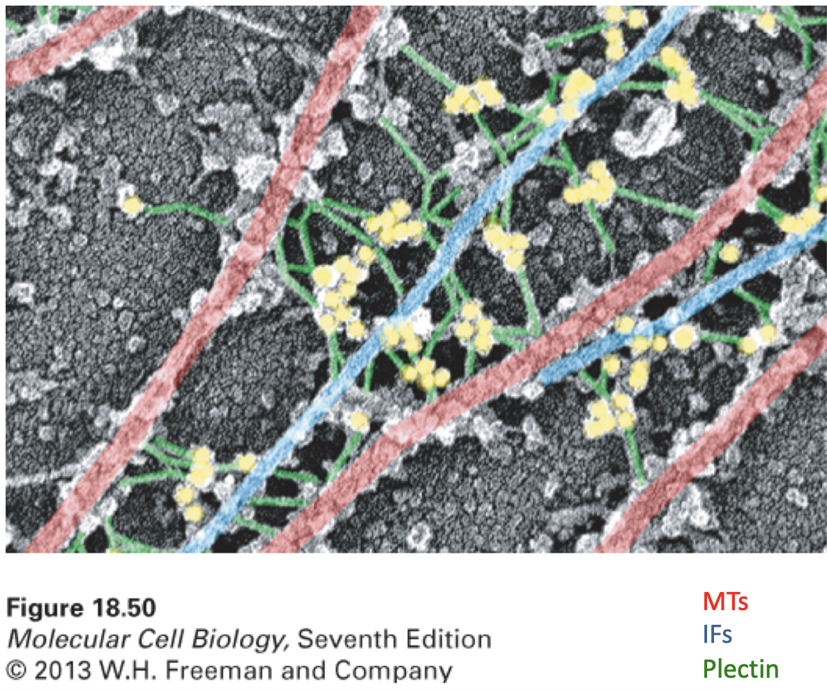 \
* There can be interactions between different cytoskeletal elements like MTs and IFs being linked by Plectin