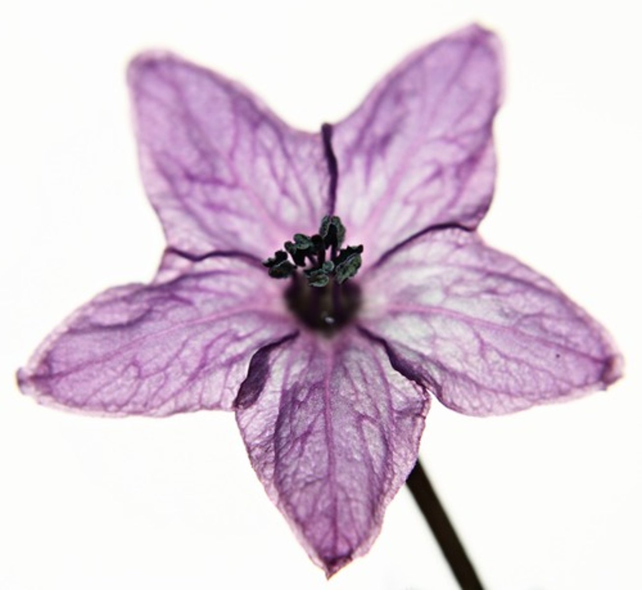 <p>Flowering plant whose embryos have 2 cotyledons.</p>