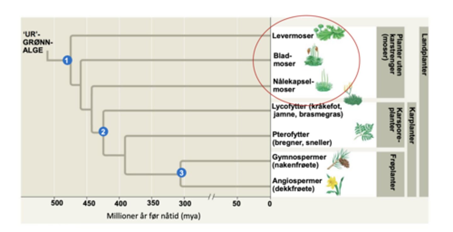 <p>Det finnes tre hovedgrupper:</p><p>1. Moser</p><p>2. Karsporeplanter</p><p>3. Frøplanter</p><p>--> mer og mer avanserte (fra 1-3)</p>