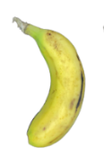 <p>What is its physiological maturity and commercial maturity?</p>