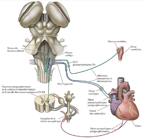 -afférences sensitives
-noyau du faisceau solitaire : relaie des infos
-activité sympathique cardiaque
-activité parasympathique cardiaque