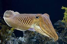 <p>class of Mollusca</p>
