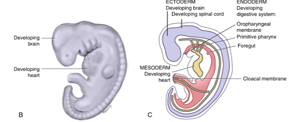 <ul><li><p>disc undergoes embryonic folding as a result of extensive growth of ectoderm and there is development of the brain and spinal cord, heart, and digestive tract</p></li><li><p>movement of embryonic cell layers form long and hollow tube lined by endoderm from oropharyngeal membrane to cloacal membrane</p><ul><li><p>anterior part of this tube is the foregut </p></li><li><p>two posterior parts are midgut and hindgut</p></li></ul></li><li><p>face and neck begin to develop, with the primitive eyes, ears, nose, oral cavity, and jaw areas</p></li></ul><p></p>