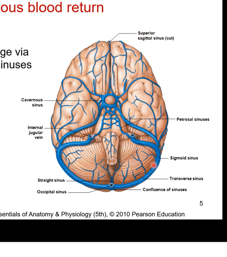 <ul><li><p>once oxygenated blood is received by the brain, the brain will then discard deoxygenated blood so we can go back to heart </p></li><li><p>cerebral venous blood return refers to veins that are taking deoxygenated blood away</p></li><li><p>venous blood drained via dural venous sinuses </p></li><li><p>they drain into internal jugular veins (IJV). This then drains back into heart </p></li></ul><p></p>