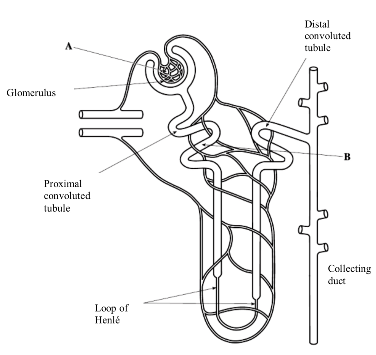 <p>The nephron is closely associated with blood capillaries called the <strong>vasa recta.</strong> </p><p><strong>Reabsorbed substances</strong> pass from the <strong>proximal convoluted tubule (PCT) </strong>into the <strong>blood</strong> plasma contained in the <strong>vasa recta capillaries.</strong> </p><p>The <strong>cells lining the wall</strong> of the <strong>PCT</strong> are highly<strong> specialised cuboidal epithelial cells.</strong></p><p>The composition of filtrate at the beginning of the proximal convoluted tubule (PCT) will be very different to that at the end of the PCT because useful solutes have been reabsorbed.</p>