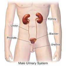 <p>kidneys, urinary bladder</p>
