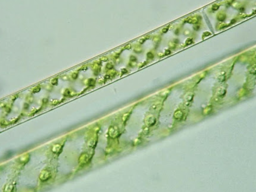 <p>microscopic, unicellular, green-rod like structures </p>