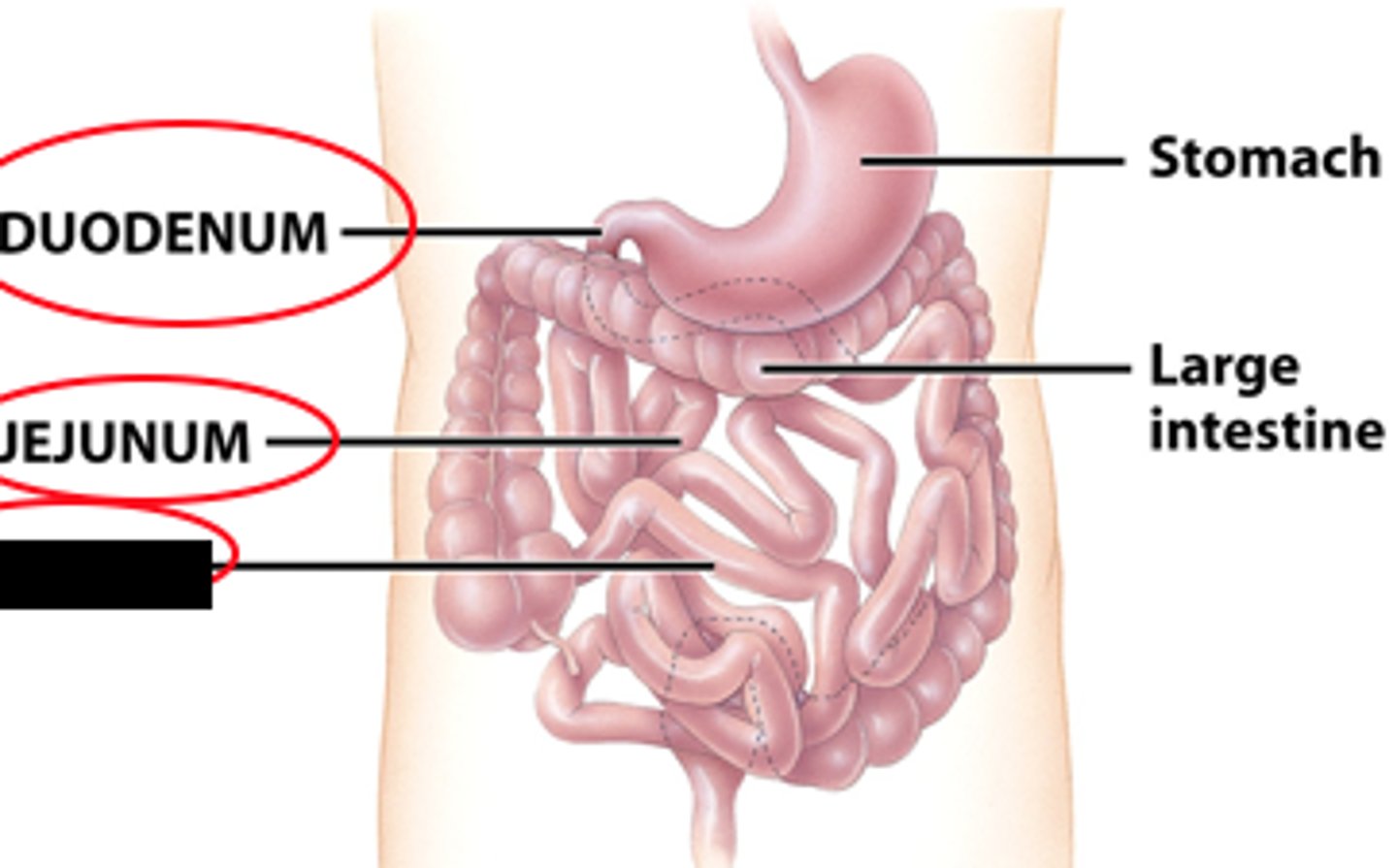 knowt flashcard image