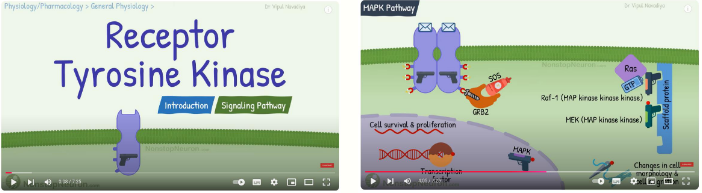 <p>Ras and PI3-kinase pathways play a key role in cell division,</p><p>growth and differentiation</p><p>• Ras and PI3-kinase pathways important targets for anti-</p><p>cancer therapy</p>