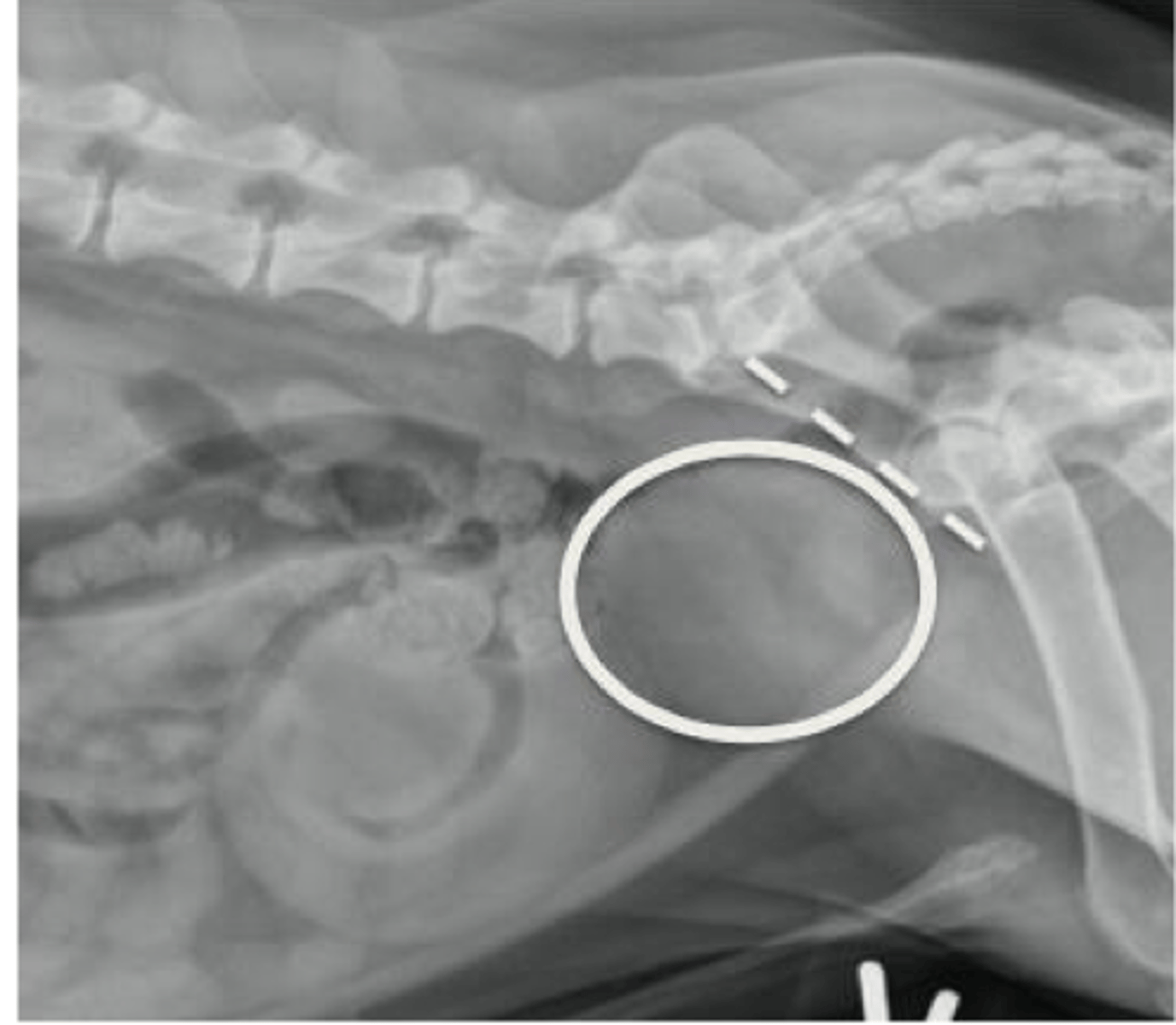 <p>Surrounds prostatic urethra</p><p>Within the pelvic canal</p><p>Ventral to the colon</p><p>Caudal to the urinary bladder</p>