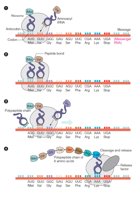 <p>Translation of an mRNA message into a protein by the ribosome</p>