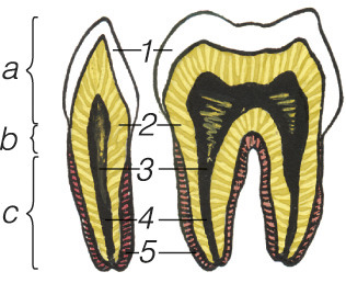 <p>a - vainikas</p><p>b - kaklelis</p><p>c - šaknis</p>