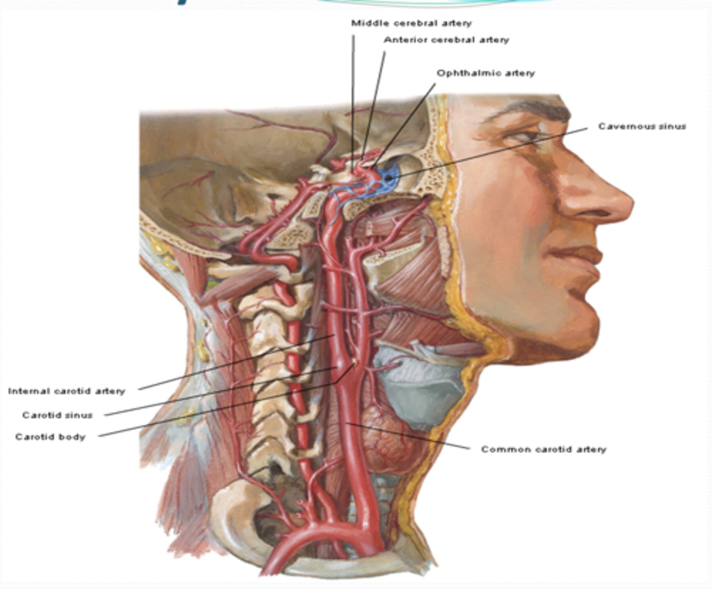 <p>What is the course of the Internal carotid artery?</p>
