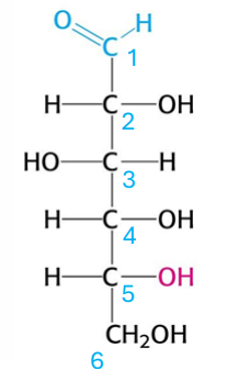 <p>which glucose form is this?</p>