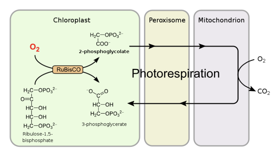 <ol><li><p>peroxisomes</p></li><li><p>mitochondria</p></li><li><p>many others</p></li></ol><p><em>This is so the PG can be removed so it doesn’t effect the calvin cycle enzymes</em></p>