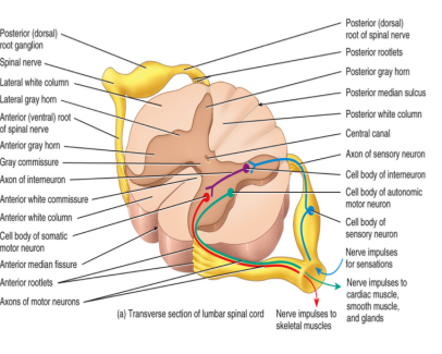 <ol><li><p>the dorsal root</p><ul><li><p>receives sensory information (carries in from the back)</p></li><li><p>the cell bodies are located in the dorsal root ganglion (has to go up → synapse)</p></li></ul></li><li><p>the ventral route</p><ul><li><p>carries motor output</p></li><li><p>the cell bodies are located in the ventral or the lateral horn</p></li></ul></li></ol><p></p>