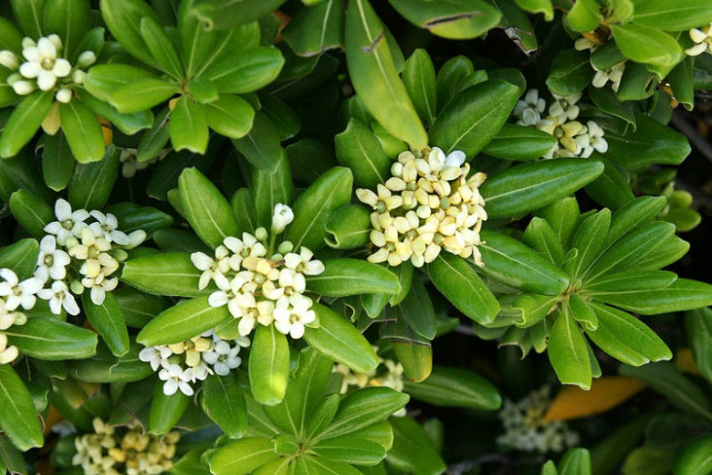 Japanese pittosporum 