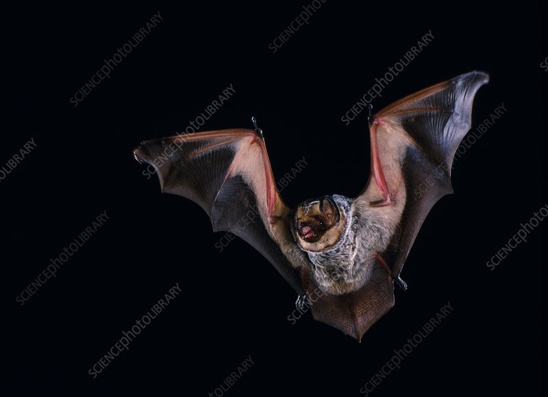 <p>Hoary Bat</p>