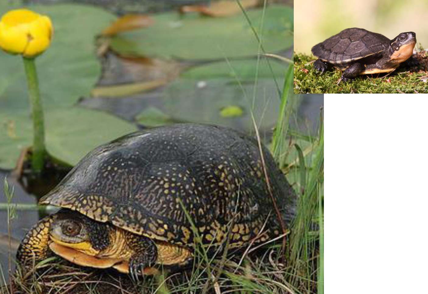 <p><span>what is this and what are its habitat and diet preferences</span></p>