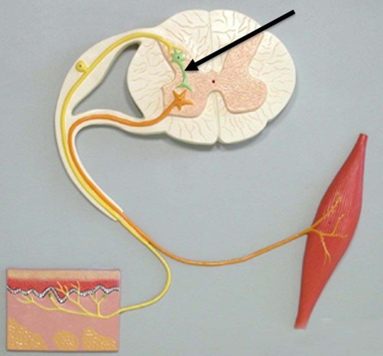 <p>also called interneuron; neurons inside the CNS that connect motor and sensory neurons</p>