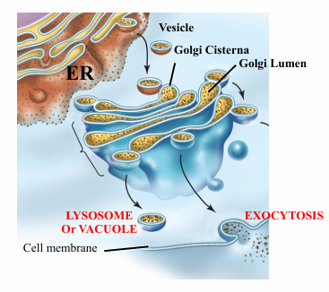 <p>plant vacuoles… small vesicles bud from golgi and fuse to form the vacuole… delivering additional material/proteins to mature vacuole</p>