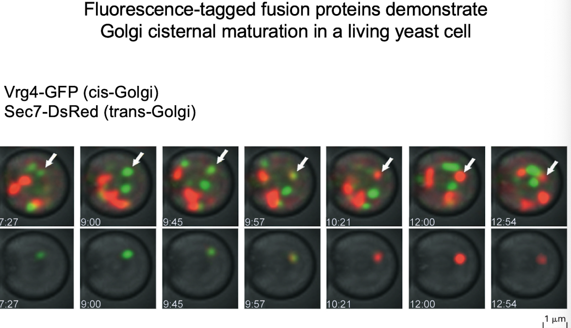 <p>GFP-tagging of cis-Golgi protein (VRG4) and trans-Golgi protein (Sec7) showed transition of the same Golgi compartment from green to red.</p><p>G-protein was observed only in Golgi stacks, not vesicles — supports cisternal maturation.</p>