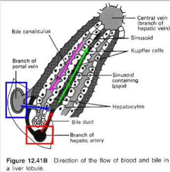 <p>A bile canaliculus runs between 2 columns of hepatocytes &amp; drains into a bile duct </p>