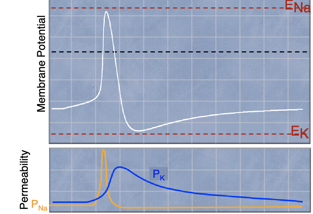 <p>what is action potential shape determined by ?</p>