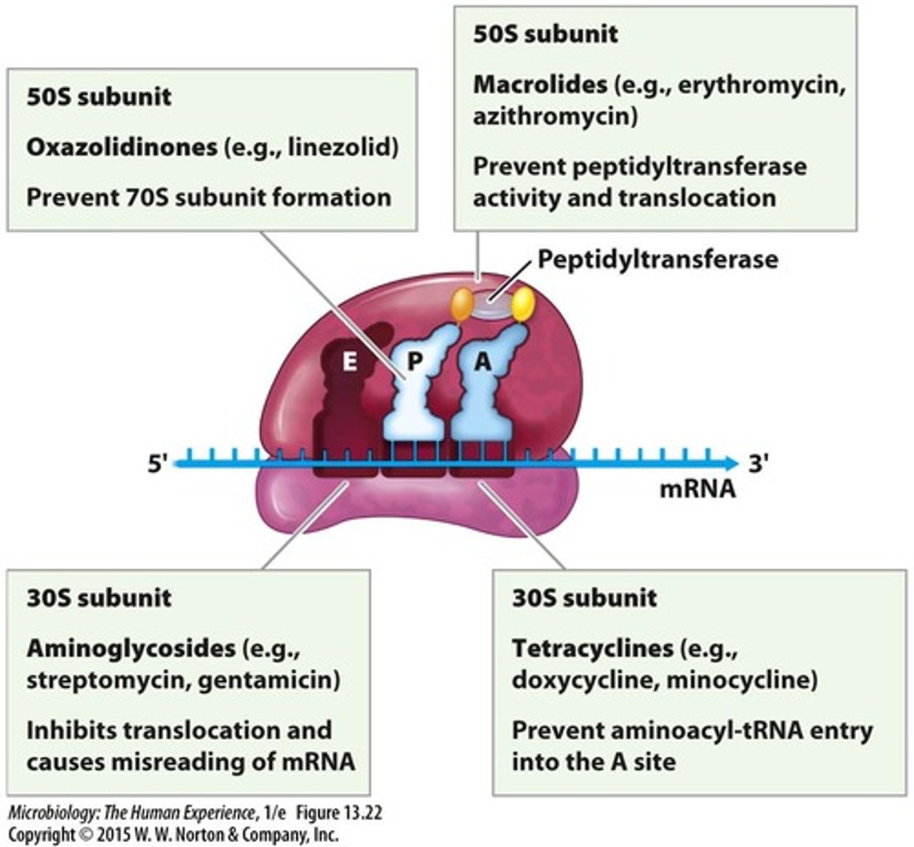 <p>Bactericidal antibiotics binding to 30S ribosomal subunit.</p>
