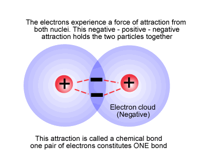 <p>When two atoms bond, the shared pair of electrons is attracted to the nucleus of both atoms.</p>