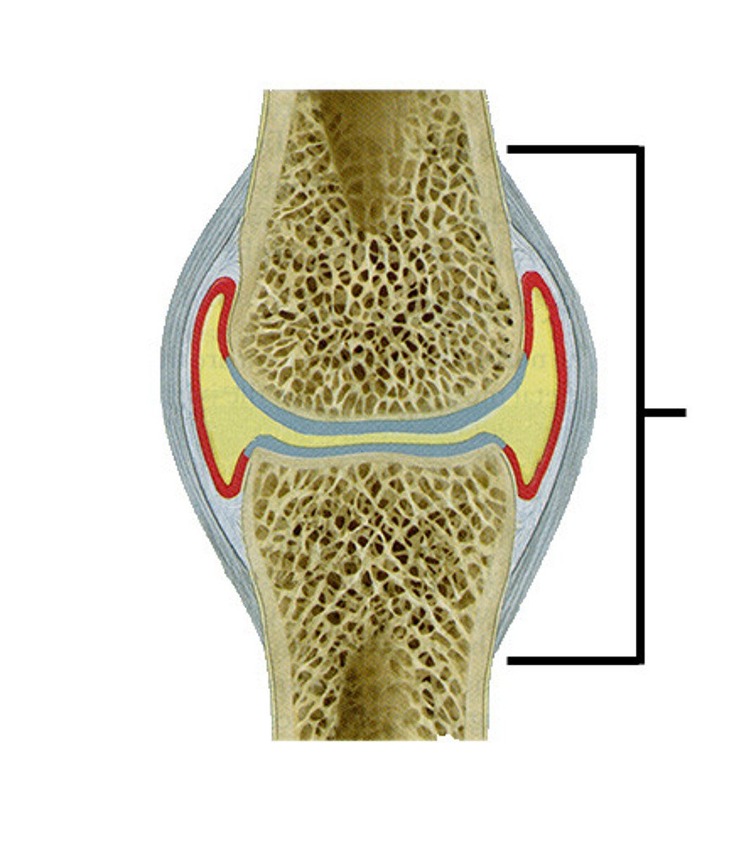 <p>Encloses only the lateral and posterior aspects of the knee joint, not the anterior.</p>