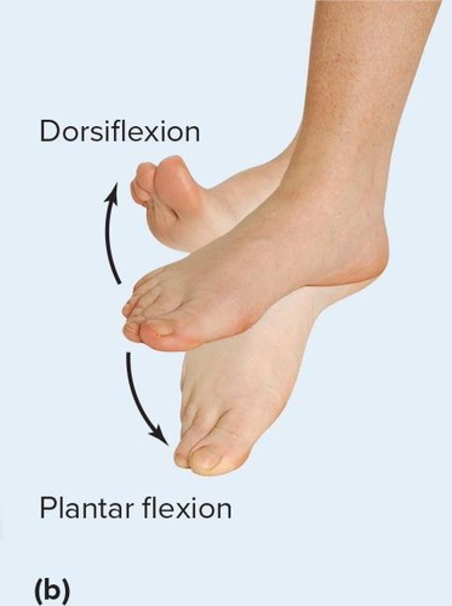 <p>Highly modified hinge joint permitting dorsiflexion and plantar flexion.</p>