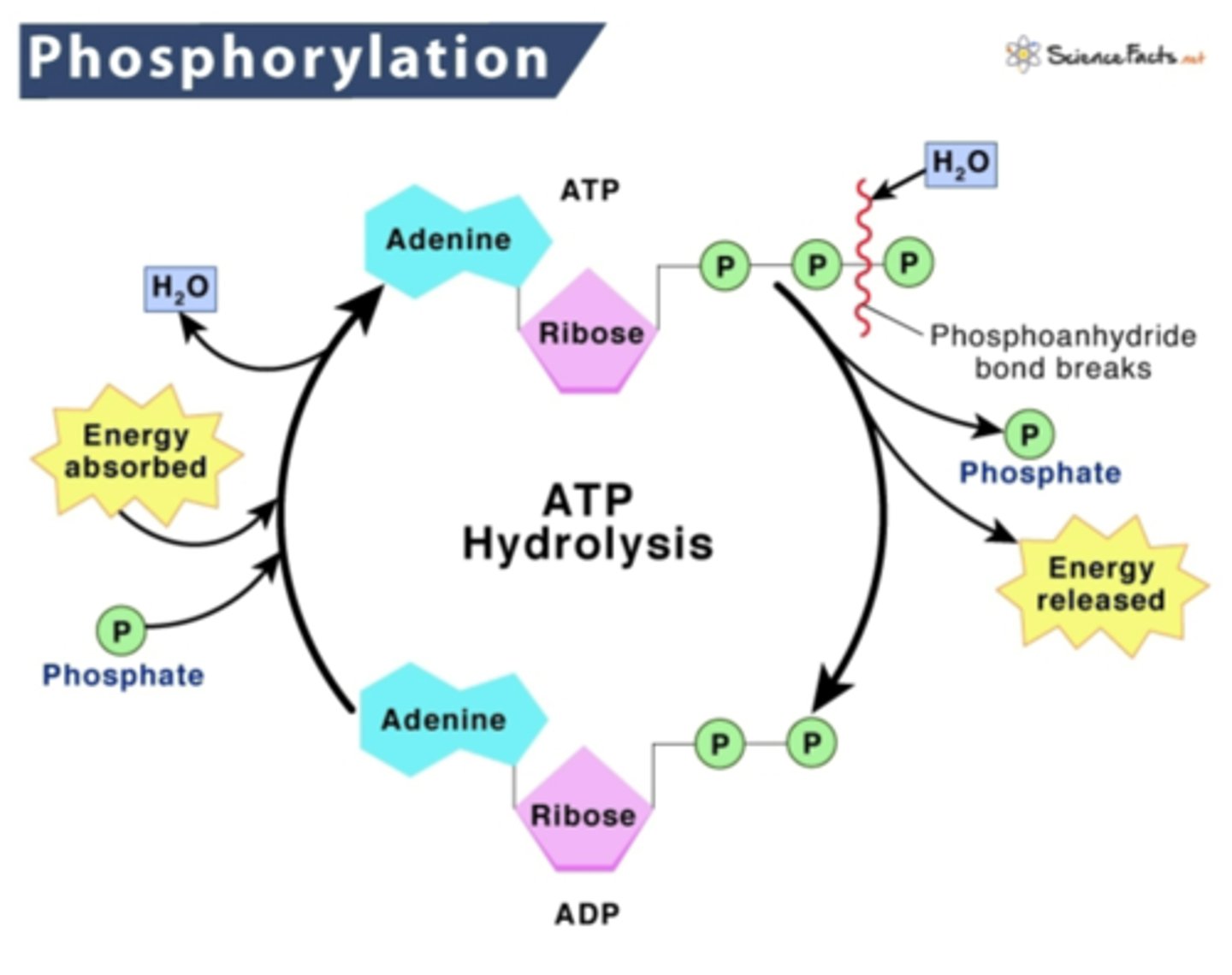 <p>Phosphorylation = the process of adding a third phosphate group to ADP to add energy</p><p>Hydrolysis = the process of removing the phosphate group from ATP to release energy</p>