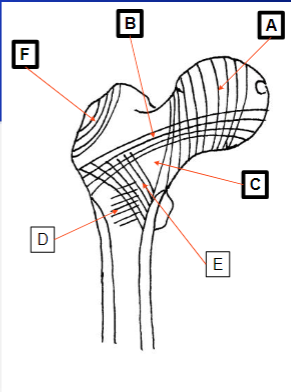 <p>What does A represent</p>