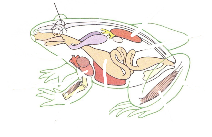 <p>What Vertebrate tissue would be found here?</p>