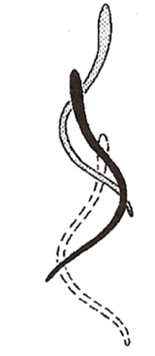 <p>-Force: Entire body undulates</p><p>-Form: Undulations that are s shaped</p><p>- body goes rigid to stop</p>