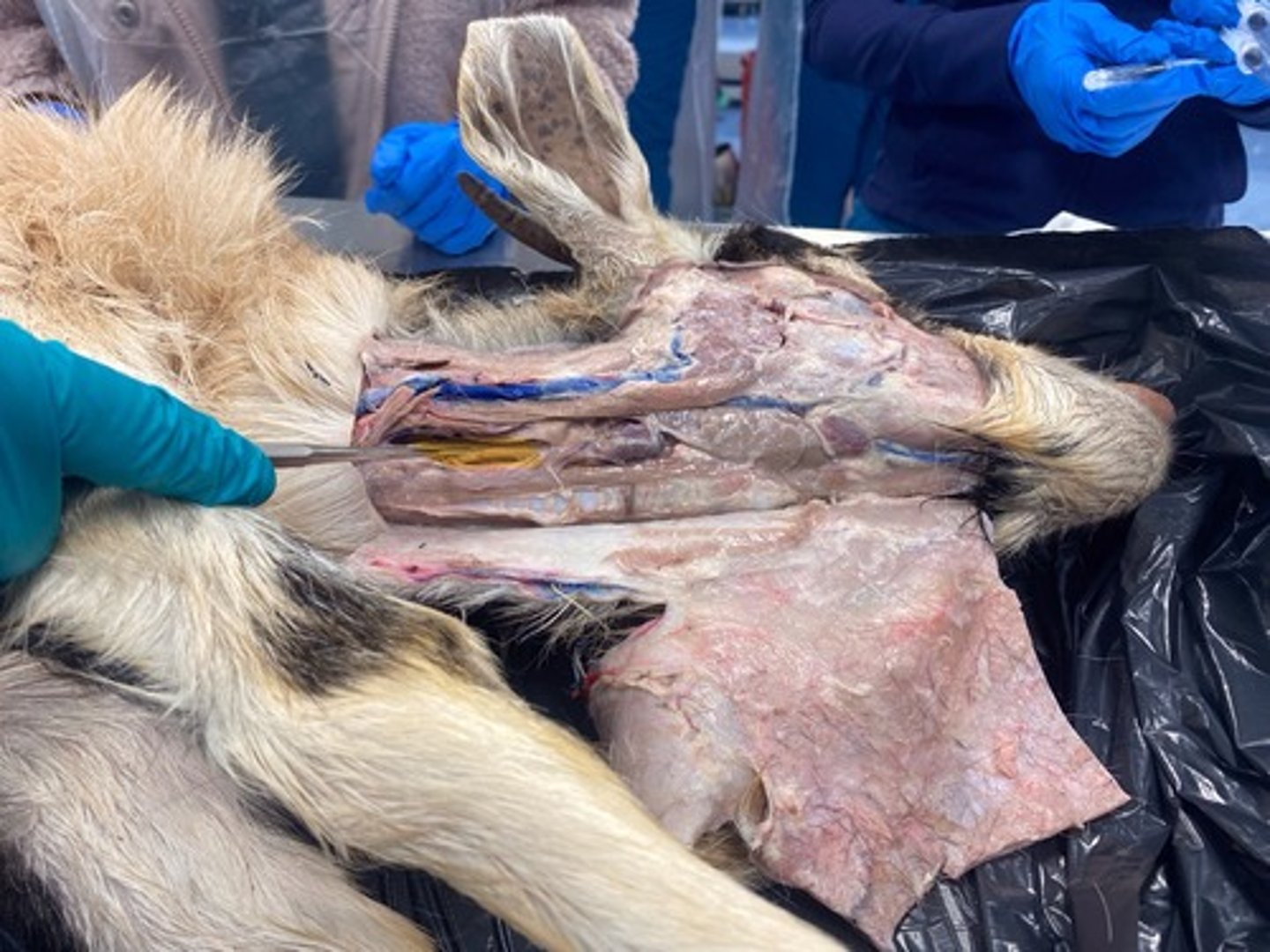 <p>Esophagus</p>