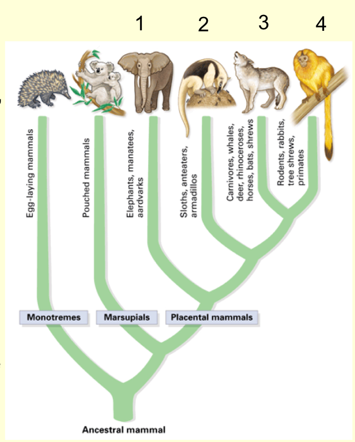<p>Placental mammal superorders</p>